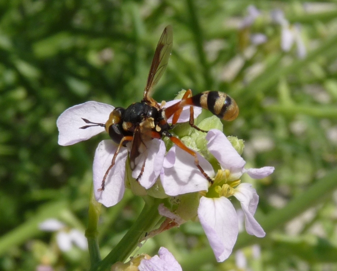 Physocephala del gruppo 